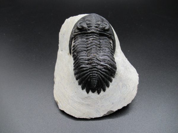 Genuine Devonian Age Hollardops Trilobite Fossils for Sale from Morocco #11c