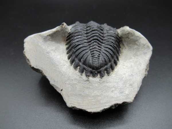 Genuine Devonian Age Hollardops Trilobite Fossils for Sale from Morocco #12b