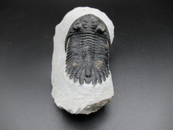 Genuine Devonian Age Hollardops Trilobite Fossils for Sale from Morocco #14a