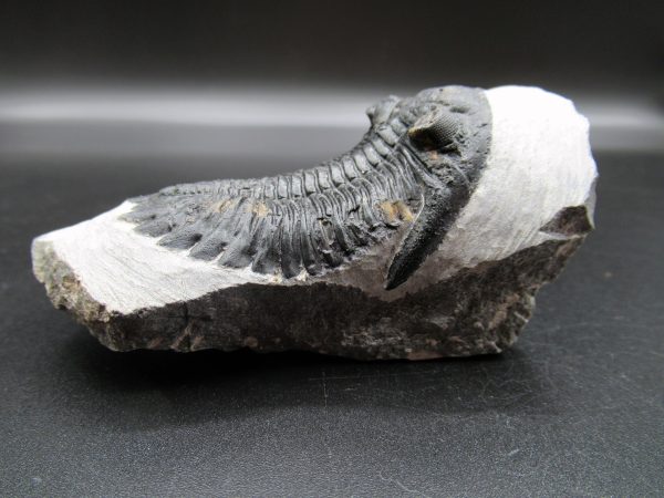 Genuine Devonian Age Hollardops Trilobite Fossils for Sale from Morocco #14b