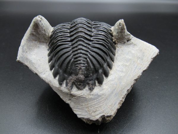 Genuine Devonian Age Hollardops Trilobite Fossils for Sale from Morocco #13b