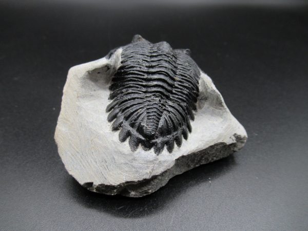 Genuine Devonian Age Hollardops Trilobite Fossils for Sale from Morocco #15c