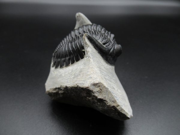 Genuine Devonian Age Hollardops Trilobite Fossils for Sale from Morocco #13c