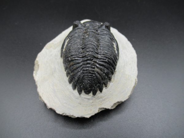 Genuine Devonian Age Hollardops Trilobite Fossils for Sale from Morocco #16c