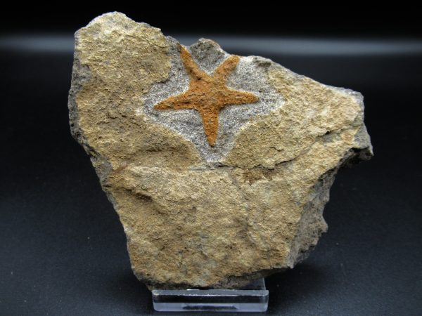 Genuine Ordovician Age Petraster Starfish Fossil for Sale from Morocco #4