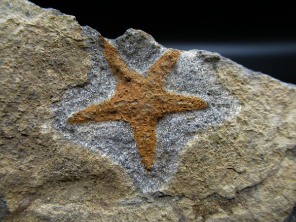 Genuine Ordovician Age Petraster Starfish Fossil for Sale from Morocco #4a