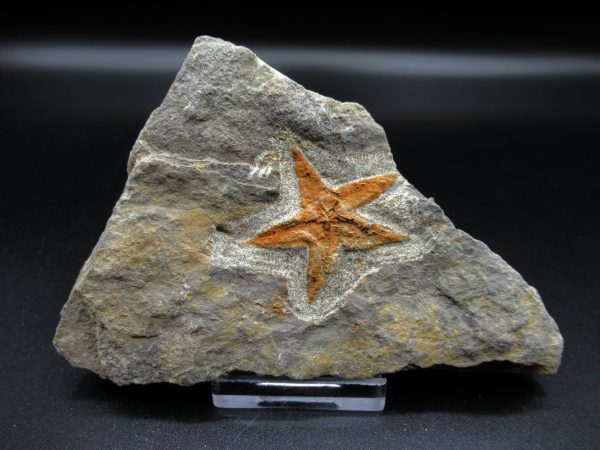 Genuine Ordovician Age Petraster Starfish Fossil for Sale from Morocco #5