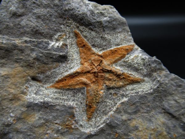 Genuine Ordovician Age Petraster Starfish Fossil for Sale from Morocco #5a