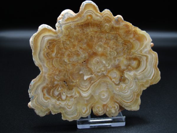 Genuine Aragonite Stalactite Slice (Travertine) Mineral for Sale from Morocco #5