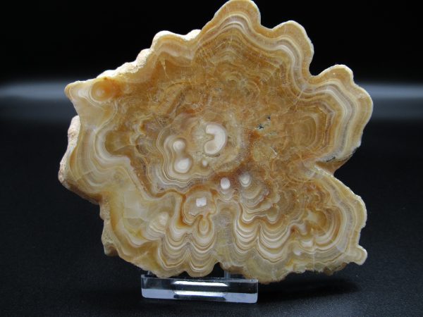 Genuine Aragonite Stalactite Slice (Travertine) Mineral for Sale from Morocco #5a