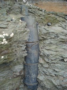 Petrified Palm Wood