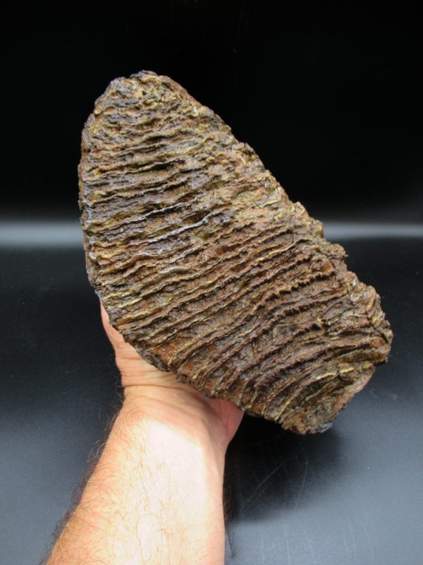 Genuine Pleistocene Age Woolly Mammoth Tooth Fossils for Sale from Alaska #10