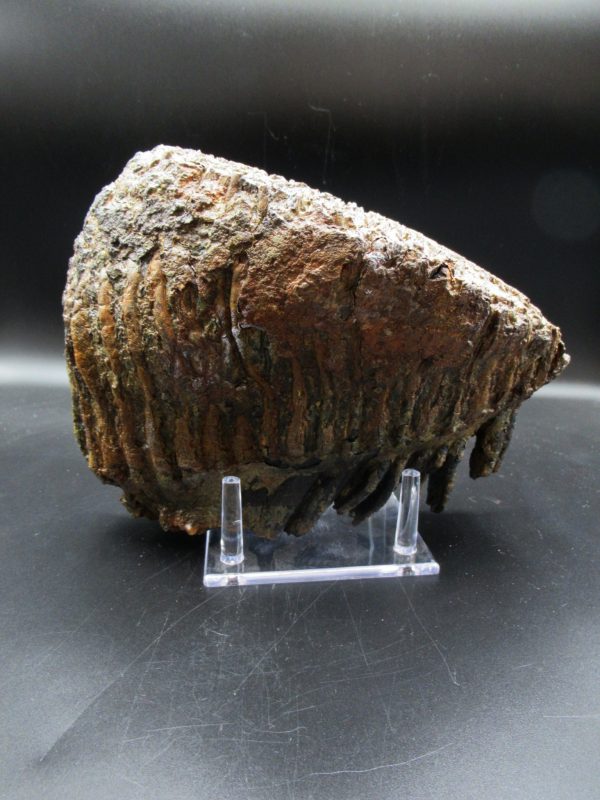 Genuine Pleistocene Age Woolly Mammoth Tooth Fossils for Sale from Alaska #10c