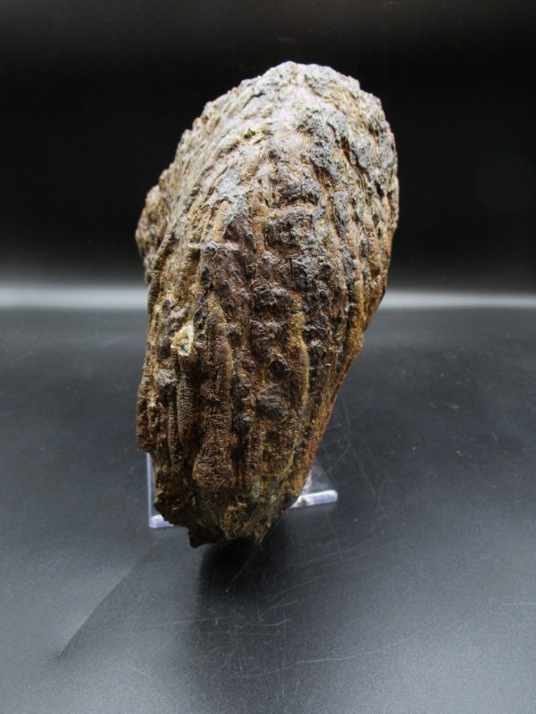 Genuine Pleistocene Age Woolly Mammoth Tooth Fossils for Sale from Alaska #10d