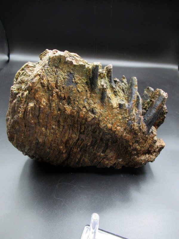 Genuine Pleistocene Age Woolly Mammoth Tooth Fossils for Sale from Alaska #10e