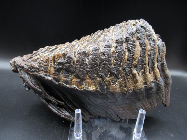 Genuine Pleistocene Age Woolly Mammoth Tooth Fossils for Sale from Alaska #11a