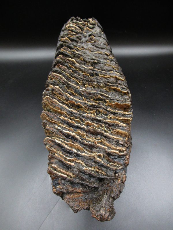 Genuine Pleistocene Age Woolly Mammoth Tooth Fossils for Sale from Alaska #11c