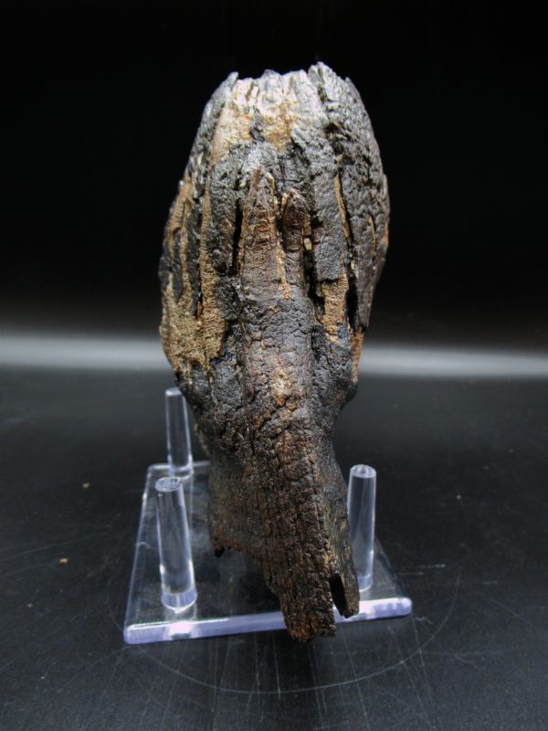 Genuine Pleistocene Age Woolly Mammoth Tooth Fossils for Sale from Alaska #11e