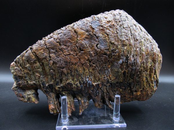 Genuine Pleistocene Age Woolly Mammoth Tooth Fossils for Sale from Alaska #13d