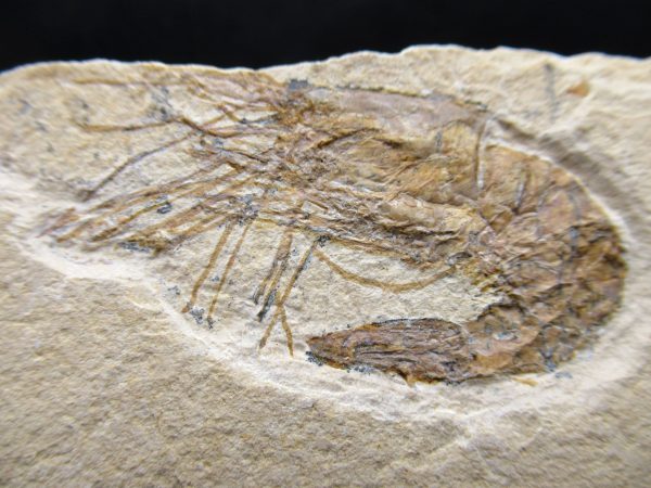 General Cretaceous Age Carpopenaeus Shrimp Fossils From Lebanon For Sale #65a