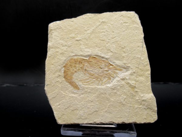 General Cretaceous Age Carpopenaeus Shrimp Fossils From Lebanon For Sale #66