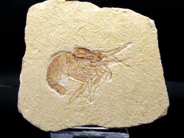 General Cretaceous Age Carpopenaeus Shrimp Fossils From Lebanon For Sale #67