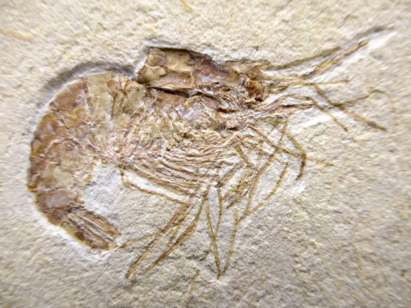 General Cretaceous Age Carpopenaeus Shrimp Fossils From Lebanon For Sale #67a