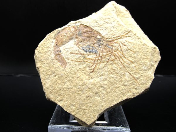 General Cretaceous Age Carpopenaeus Shrimp Fossils From Lebanon For Sale #68