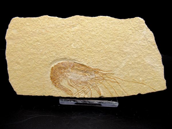 General Cretaceous Age Carpopenaeus Shrimp Fossils From Lebanon For Sale #70