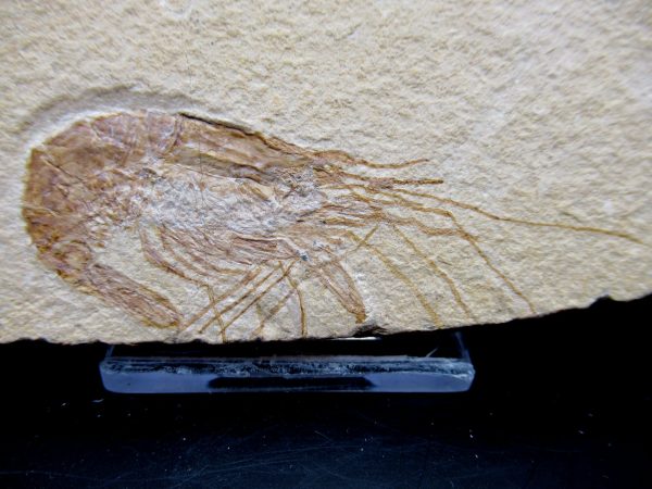 General Cretaceous Age Carpopenaeus Shrimp Fossils From Lebanon For Sale #70a