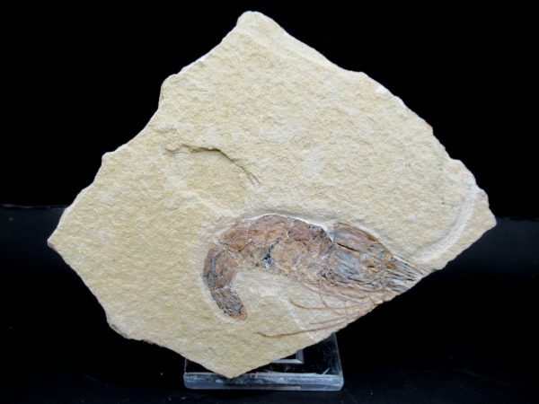 General Cretaceous Age Carpopenaeus Shrimp Fossils From Lebanon For Sale #73