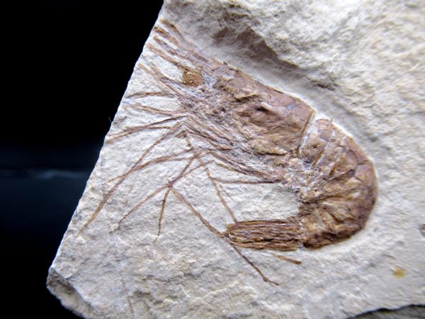 General Cretaceous Age Carpopenaeus Shrimp Fossils From Lebanon For Sale #74a