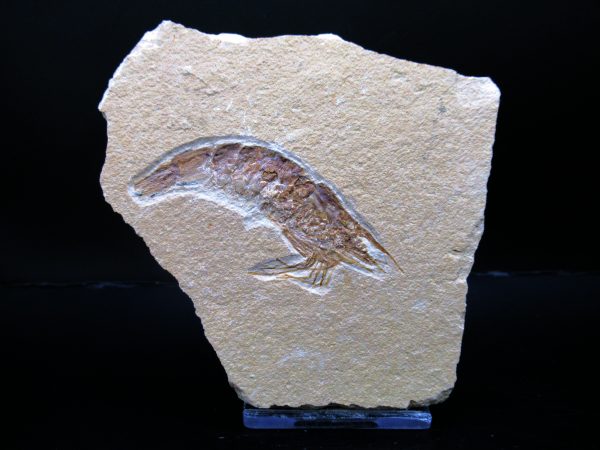 General Cretaceous Age Carpopenaeus Shrimp Fossils From Lebanon For Sale #77