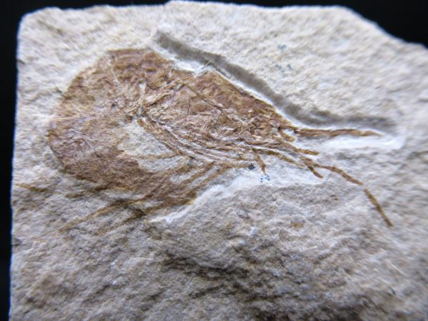 General Cretaceous Age Carpopenaeus Shrimp Fossils From Lebanon For Sale #80a