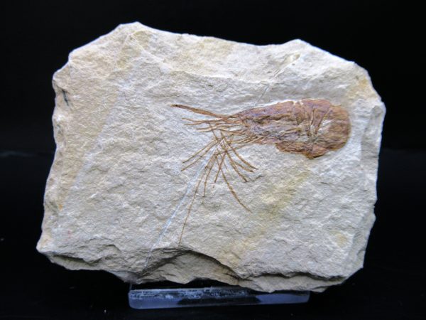 General Cretaceous Age Carpopenaeus Shrimp Fossils From Lebanon For Sale #81