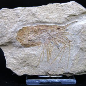 General Cretaceous Age Carpopenaeus Shrimp Fossils From Lebanon For Sale #82