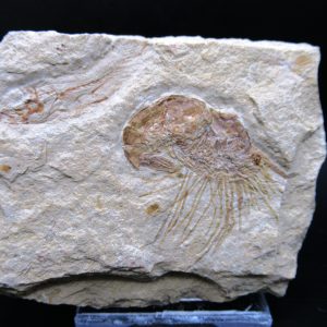 General Cretaceous Age Carpopenaeus Shrimp Fossils From Lebanon For Sale #85