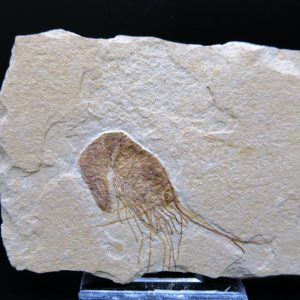 General Cretaceous Age Carpopenaeus Shrimp Fossils From Lebanon For Sale #86