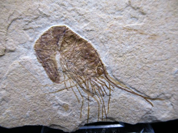 General Cretaceous Age Carpopenaeus Shrimp Fossils From Lebanon For Sale #86a