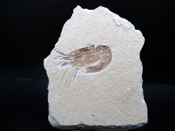 General Cretaceous Age Carpopenaeus Shrimp Fossils From Lebanon For Sale #88