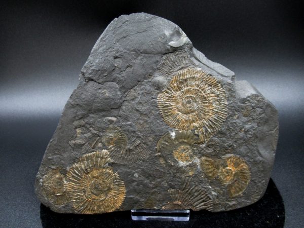 Genuine Jurassic Holzmaden Ammonite Fossil for Sale from Germany #22