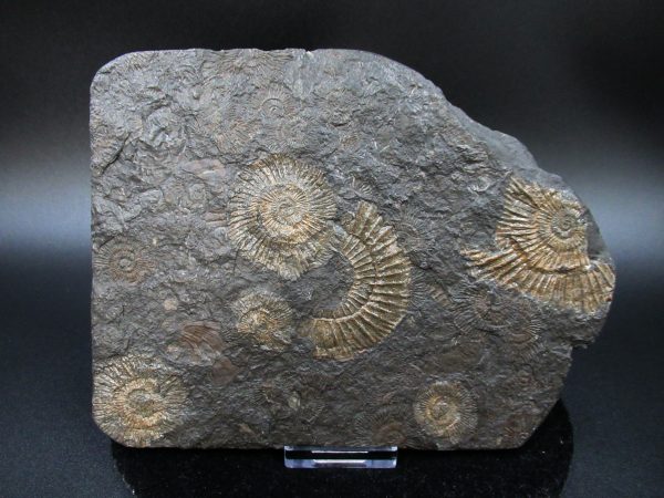 Genuine Jurassic Holzmaden Ammonite Fossil for Sale from Germany #27