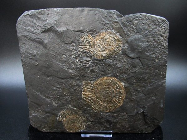 Genuine Jurassic Holzmaden Ammonite Fossil for Sale from Germany #31