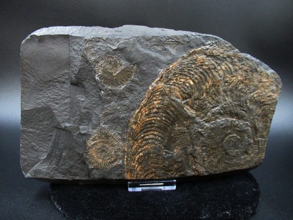 Genuine Jurassic Holzmaden Ammonite Fossil for Sale from Germany #36