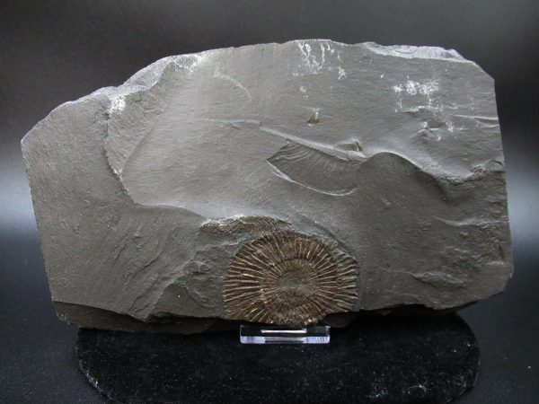 Genuine Jurassic Holzmaden Ammonite Fossil for Sale from Germany #36a