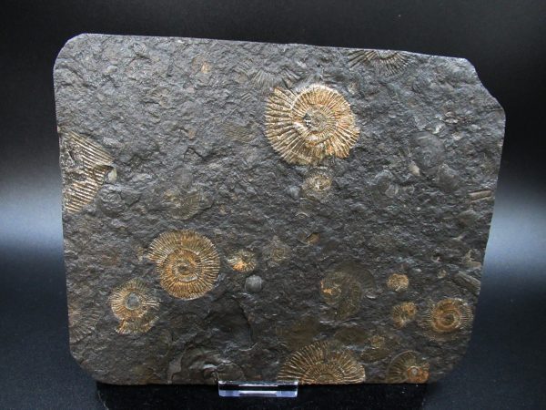 Genuine Jurassic Holzmaden Ammonite Fossil for Sale from Germany #39