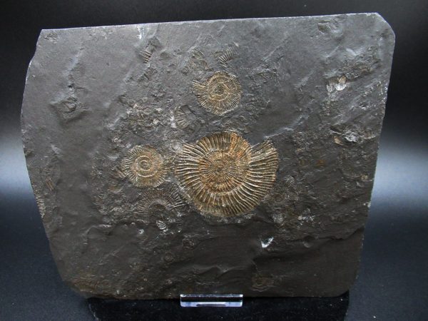 Genuine Jurassic Holzmaden Ammonite Fossil for Sale from Germany #45