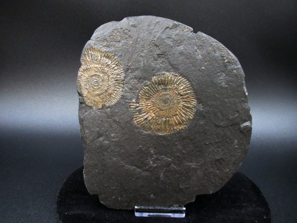 Genuine Jurassic Holzmaden Ammonite Fossil for Sale from Germany #47