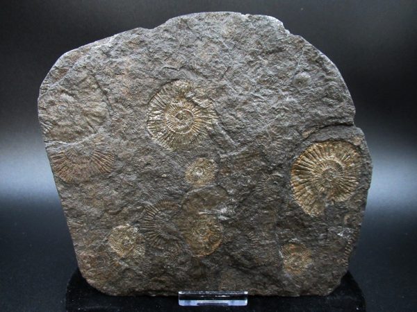 Genuine Jurassic Holzmaden Ammonite Fossil for Sale from Germany #51