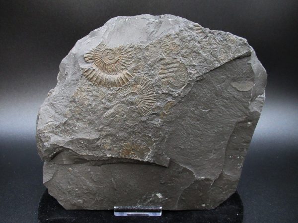 Genuine Jurassic Holzmaden Ammonite Fossil for Sale from Germany #51a